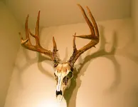 WhiteTail.webp