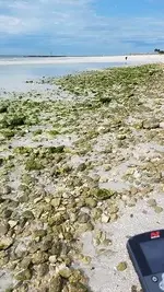 Exposed rocks at low tide.webp
