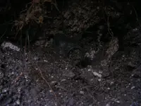 DSCF7896.webp