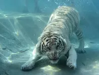 tigertiger.webp