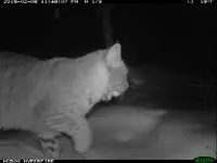 cat4.webp
