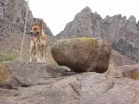Beepers Puppy on top of La Rue Map Rock.webp