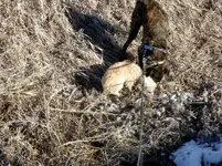 walk 020319 5.webp