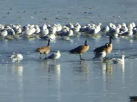 walk 020319 4.webp