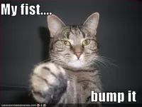 fist_bump_lolcats.webp