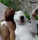 Dog-Selfie-Together.webp