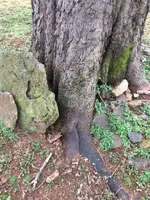 StonesOne.webp