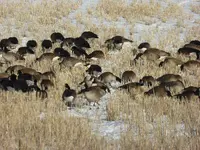 walk 012919 4.webp