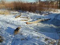 walk 012919 5.webp
