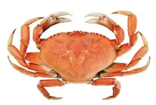 ImageUploadedByTreasureNet.com1551017025.034472.webp