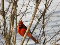 DSCN0095.webp