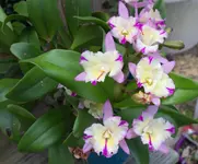 cIMG_0664.webp