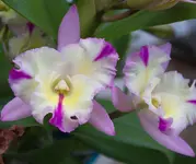 cIMG_0668.webp