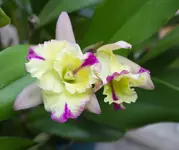 cIMG_0670.webp