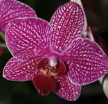 cIMG_4972.webp