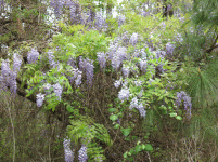 Wisteria closeup.gif