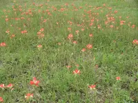 Indian Paintbrush Field.webp