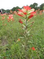 Indian Paintbrush closeup.webp