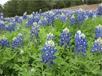 Bluebonnet field.webp