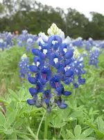 Bluebonnet closeup.webp