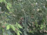 peek-a-boo.webp