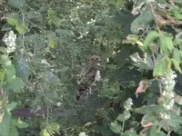I\'m hiding from you.webp