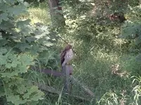 I can\'t see you.webp
