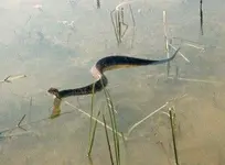 snake1i.webp