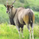 Eland.webp