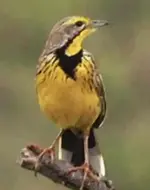 Bird.webp
