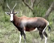 Blesbok.webp