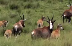 Blesbok1.webp