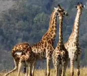 Giraffe.webp