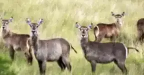 Water buck.webp