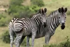 Zebra.webp