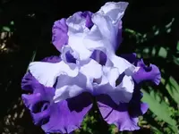 Picture 001 (Small).webp