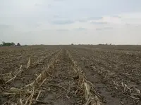Field finds 5-10-08 002.webp