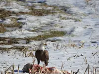 DSCN0046.webp