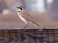 walk 032119 1.webp