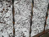 DSCF0004.webp