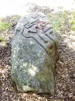Mystery Rock Lichen circled.webp