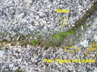 Mystery Rock Lichen Close Up.jpg