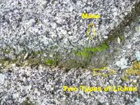 Mystery Rock Lichen Close Up.webp
