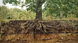 tree-roots.webp
