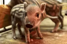 tuskv-cute.webp