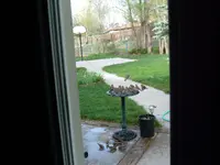 birds 005.webp birds 005.webp