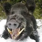 Wild-Boar_Photohuntercourse.com_.webp