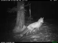foxxy.webp