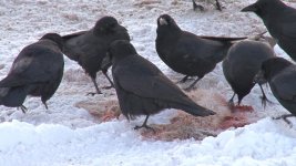 murder of crows.jpg