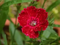 DSCN2511.webp